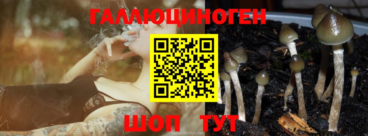 Псилоцибиновые грибы Psilocybine cubensis Энгельс